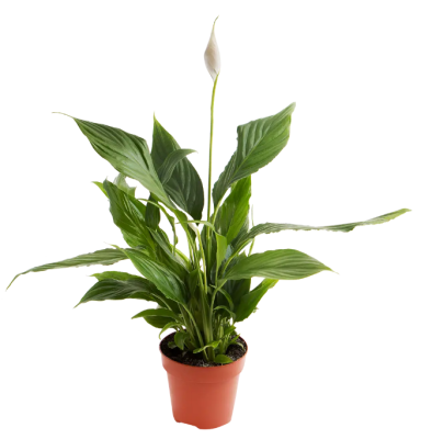 Спатифиллум Alana, Гор12, Выс30 в интернет гипермаркете «Планета Лета». Фото