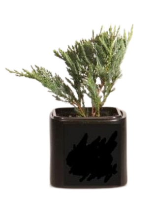 Можжевел.гориз.Blue Chip, Гор17, Выс30 в интернет гипермаркете «Планета Лета». Фото