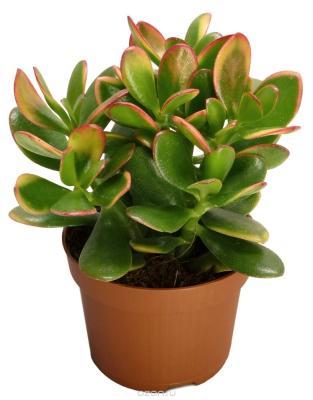 Крассула Sunset, Гор10, Выс18 в интернет гипермаркете «Планета Лета». Фото
