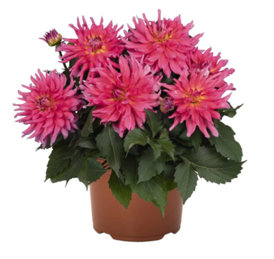 Георгина, Гор13 М в интернет гипермаркете «Планета Лета». Фото