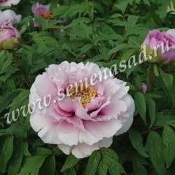 Пион древовидный Розовая пудра П в интернет гипермаркете «Планета Лета». Фото