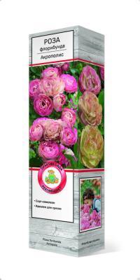 Роза флорибунда Акрополис/ЦКор П в интернет гипермаркете «Планета Лета». Фото