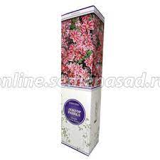 Клематис крупноцветковый Доктор Раппел П Уценка!! в интернет гипермаркете «Планета Лета». Фото