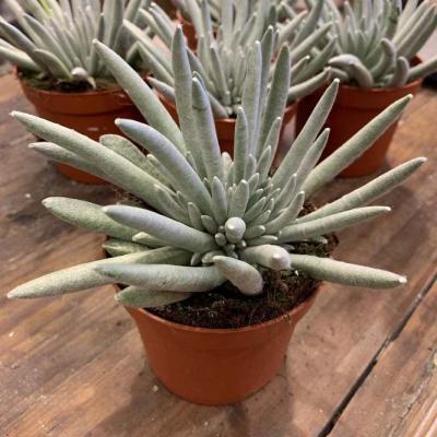 Сенецио/крестовник/, Гор8, Выс20 в интернет гипермаркете «Планета Лета». Фото