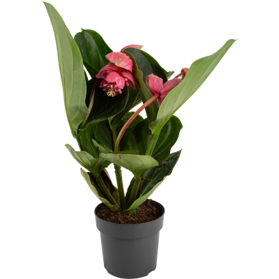 Мединилла Magnifica, Гор17, Выс60 Уценка!!! в интернет гипермаркете «Планета Лета». Фото