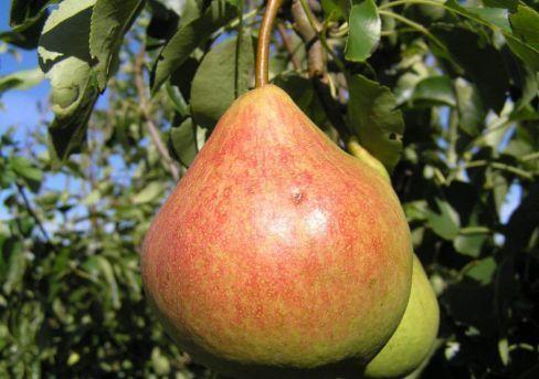 Груша Памяти Яковлева (туба) в интернет гипермаркете «Планета Лета». Фото