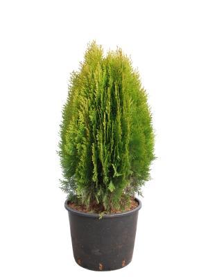 Туя восточ.Aurea Nana, Гор90, Выс250 в интернет гипермаркете «Планета Лета». Фото