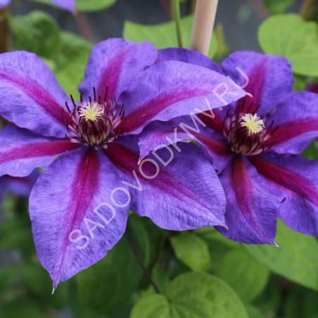 Клематис крупноцветковый Миссис Н.Томпсон/ЦКор в интернет гипермаркете «Планета Лета». Фото