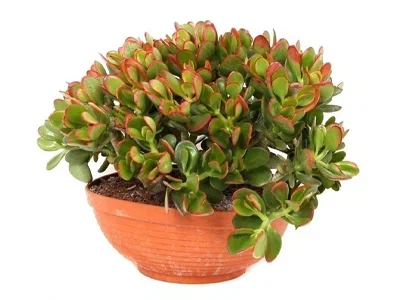 Крассула Ovata в плошке, Гор22, Выс50 в интернет гипермаркете «Планета Лета». Фото