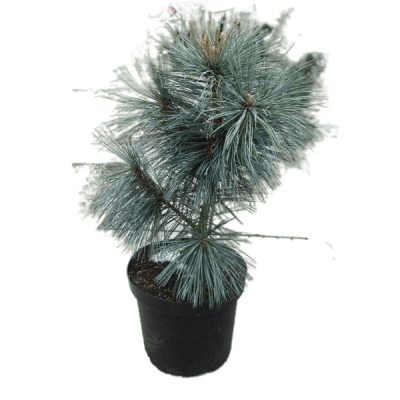 Сосна мягкая Vanderwolf's Pyramid, Гор28, Выс80 в интернет гипермаркете «Планета Лета». Фото