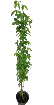 Бобовник альпийский, C12, Выс175-200 в интернет гипермаркете «Планета Лета». Фото