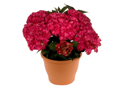 Гортензия крупноцв.Red Angel, Гор30, Выс65 в интернет гипермаркете «Планета Лета». Фото