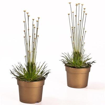 Сингонантус Mikado, Гор9, Выс25 в интернет гипермаркете «Планета Лета». Фото