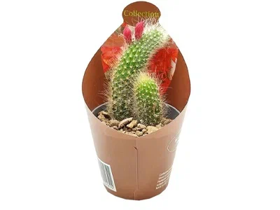 Кактус Hildewintera, Гор9, Выс12 в интернет гипермаркете «Планета Лета». Фото