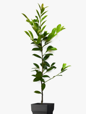 Лавровишня лузитанская Angustifolia штамб, C12, Выс100 в интернет гипермаркете «Планета Лета». Фото