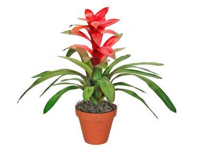 Гузмания Red short, Гор12, Выс50 в интернет гипермаркете «Планета Лета». Фото