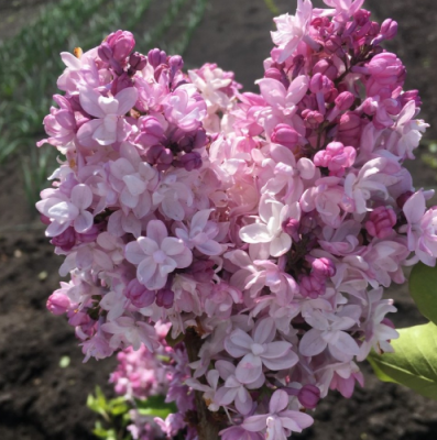 Сирень гиацинтовая Свитхарт П в интернет гипермаркете «Планета Лета». Фото