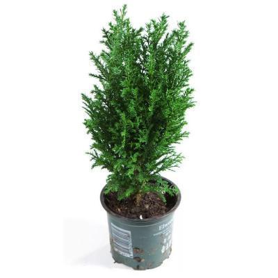 Кипарисовик Л.Ellwoodii Gold, Гор13, Выс35 в интернет гипермаркете «Планета Лета». Фото