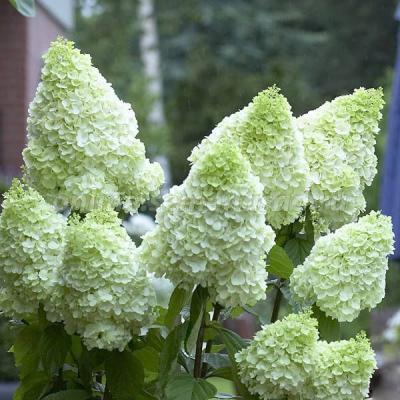 Гортензия метельчатаяя Меджикал Мунлайт (туба) в интернет гипермаркете «Планета Лета». Фото