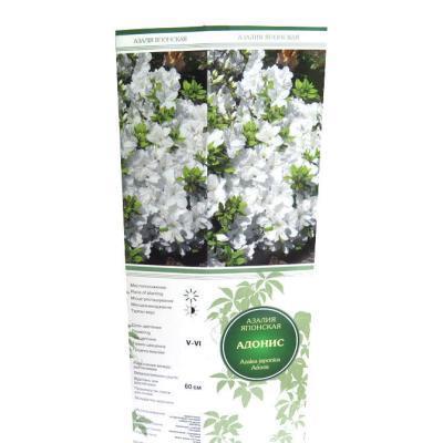 Азалия японская Адонис П в интернет гипермаркете «Планета Лета». Фото