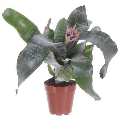 Эхмея Mix, Гор15, Выс60 в интернет гипермаркете «Планета Лета». Фото