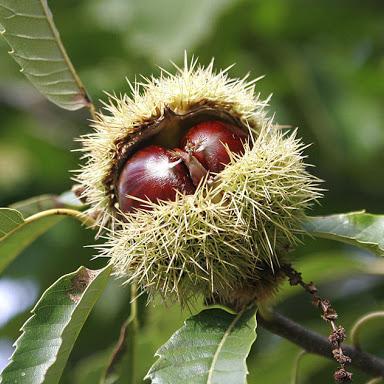 Каштан съедобный (посевной)/ЦКор в интернет гипермаркете «Планета Лета». Фото