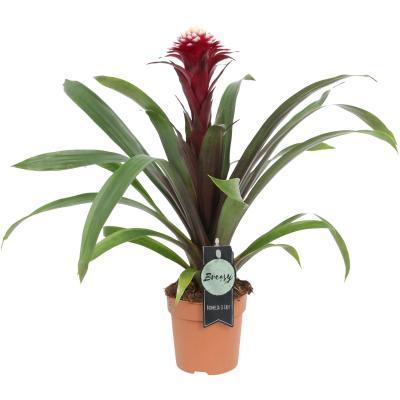 Гузмания Francesca, Гор12, Выс40 в интернет гипермаркете «Планета Лета». Фото