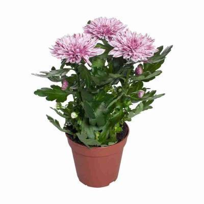 Хризантема Zembla VIP, Гор13, Выс40 в интернет гипермаркете «Планета Лета». Фото