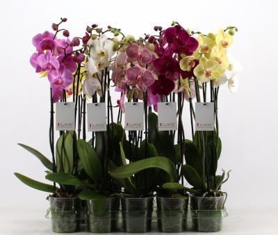 Фаленопсис 3 pp Mix, Гор9, Выс40 в интернет гипермаркете «Планета Лета». Фото