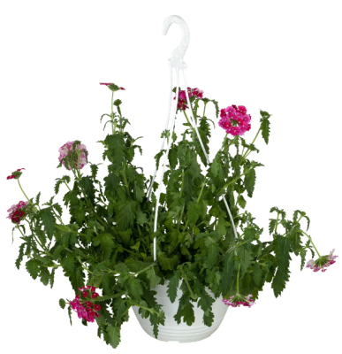 Вербена ампельная, Гор11, Выс30 М в интернет гипермаркете «Планета Лета». Фото