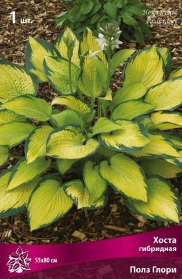 Хоста гибридная Полз Глори/К Питомник растений в интернет гипермаркете «Планета Лета». Фото Хоста гибридная Полз Глори/К в интернет гипермаркете «Планета Лета». Фото
