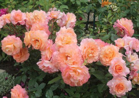 Роза чайно-гибридная Августа Луиза (туба) в интернет гипермаркете «Планета Лета». Фото