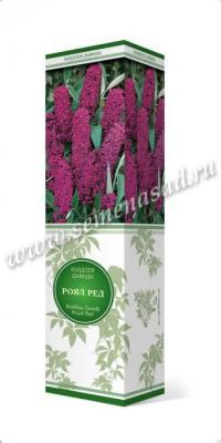 Буддлея Давида Шуга Плам П в интернет гипермаркете «Планета Лета». Фото