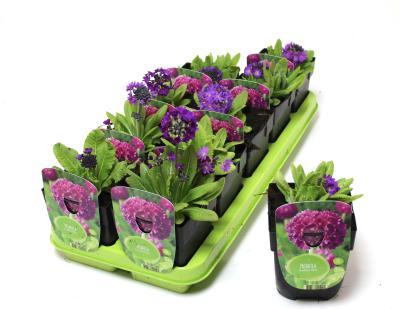 Примула мелкозубчатая, Гор10, Выс25 в интернет гипермаркете «Планета Лета». Фото