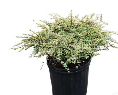 Кизильник Ursynów, Гор23, Выс40-60 в интернет гипермаркете «Планета Лета». Фото