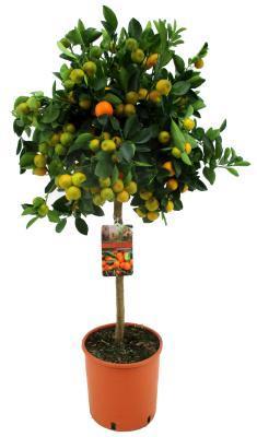 Цитрофортунелла Calamondin, Гор24, Выс100 в интернет гипермаркете «Планета Лета». Фото