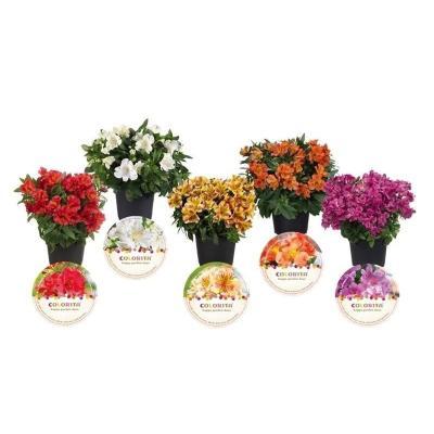 Альстромерия, Гор17 М в интернет гипермаркете «Планета Лета». Фото