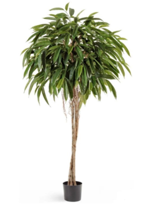 Лонгифолия зонтичная широколистная 180 см в интернет гипермаркете «Планета Лета». Фото