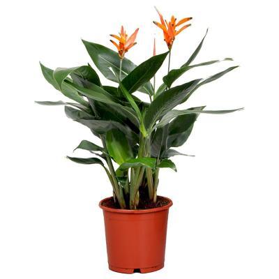 Геликония Olympic Dream, Гор19, Выс140 в интернет гипермаркете «Планета Лета». Фото