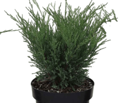 Можжевел.казац.Блю Спаркл, Гор23, Выс30 ЕП в интернет гипермаркете «Планета Лета». Фото