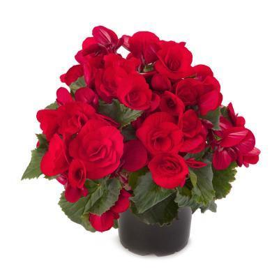 Бегония Balladin, Гор17, Выс40 в интернет гипермаркете «Планета Лета». Фото