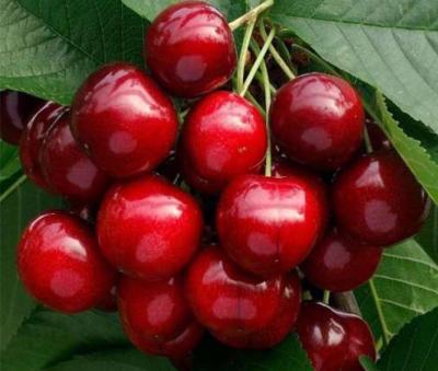 Черешня Мелитопольская 2-летка С4 140 в интернет гипермаркете «Планета Лета». Фото