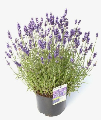 Лаванда узколистная, Гор14, Выс10 в интернет гипермаркете «Планета Лета». Фото
