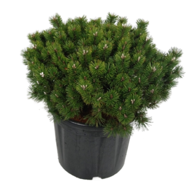 Сосна горная Humpy, Гор26, Выс30 в интернет гипермаркете «Планета Лета». Фото