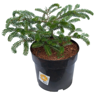 Пихта корейская Silberlocke, Гор19, Выс45 в интернет гипермаркете «Планета Лета». Фото