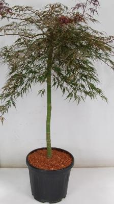 Клен пальм.Disectum Garnet штамб, Гор45, Выс140 И в интернет гипермаркете «Планета Лета». Фото