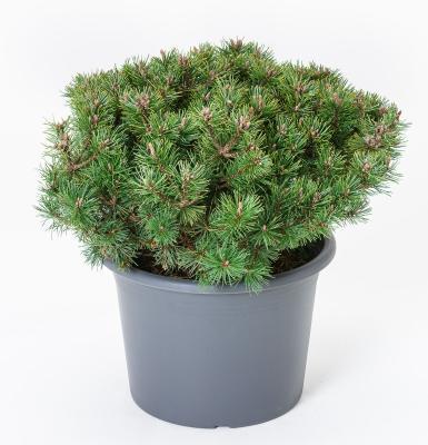 Сосна горная Picobello, Гор21, Выс25 в интернет гипермаркете «Планета Лета». Фото