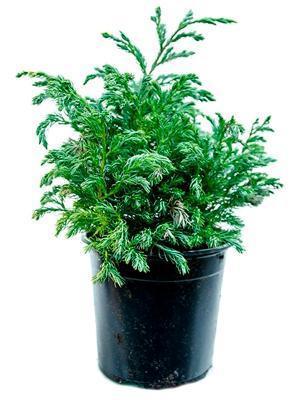 Кипарисовик Л.Boulevard, Гор13, Выс25 в интернет гипермаркете «Планета Лета». Фото