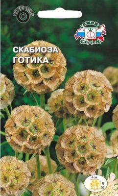 Скабиоза Готика вид: звездчатая в интернет гипермаркете «Планета Лета». Фото