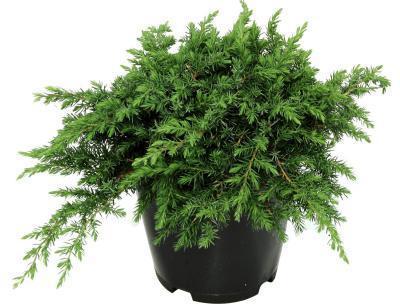 Можжевел.прибреж.Schlager, Гор35, Выс90-100 в интернет гипермаркете «Планета Лета». Фото